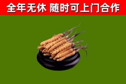 福州烟酒回收冬虫夏草.jpg